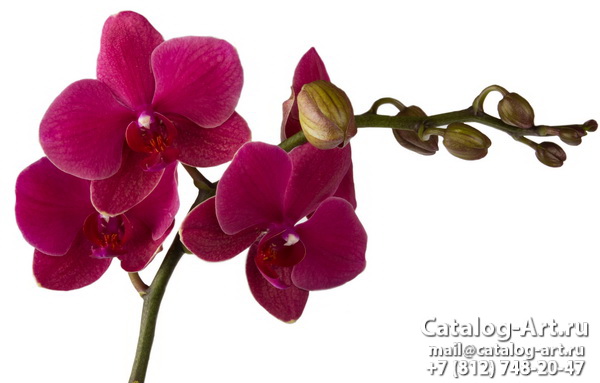 Pink orchids 80